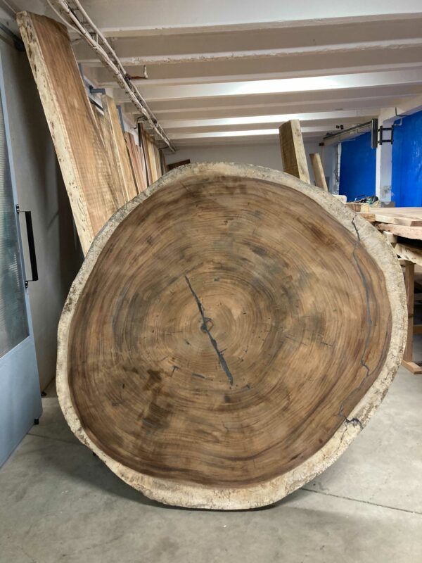 Round cross section of our big Parota №2
