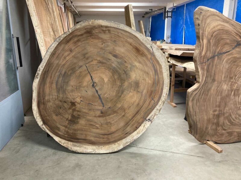 Round cross section of our big Parota №1